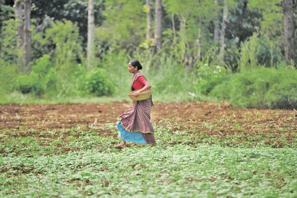 10 एकड़ के अरण्य फार्म में परिवार की जरूरतों को पूरा करने के लिए दो एकड़ में ही अनाज, दालें और तिलहन की फसल उगा ली जाती है। बाकी के आठ एकड़ में सदाबहार फलों के पेड़ और व्यवसायिक पेड़ों को उगाया गया है (फोटो: आदित्यन पीसी / सीएसई)