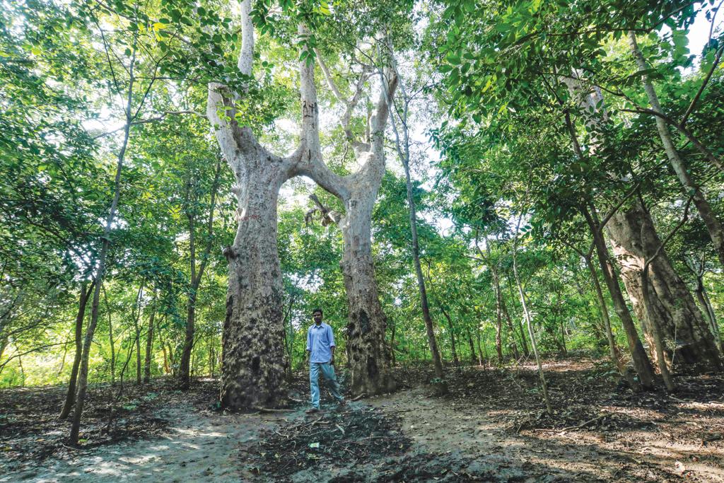 The sight of two
Arjuna trees
joined as one,
as if in prayer,
draws couples
wishing to be
united in life
forever to the
Matka Mahato
sarna sthal