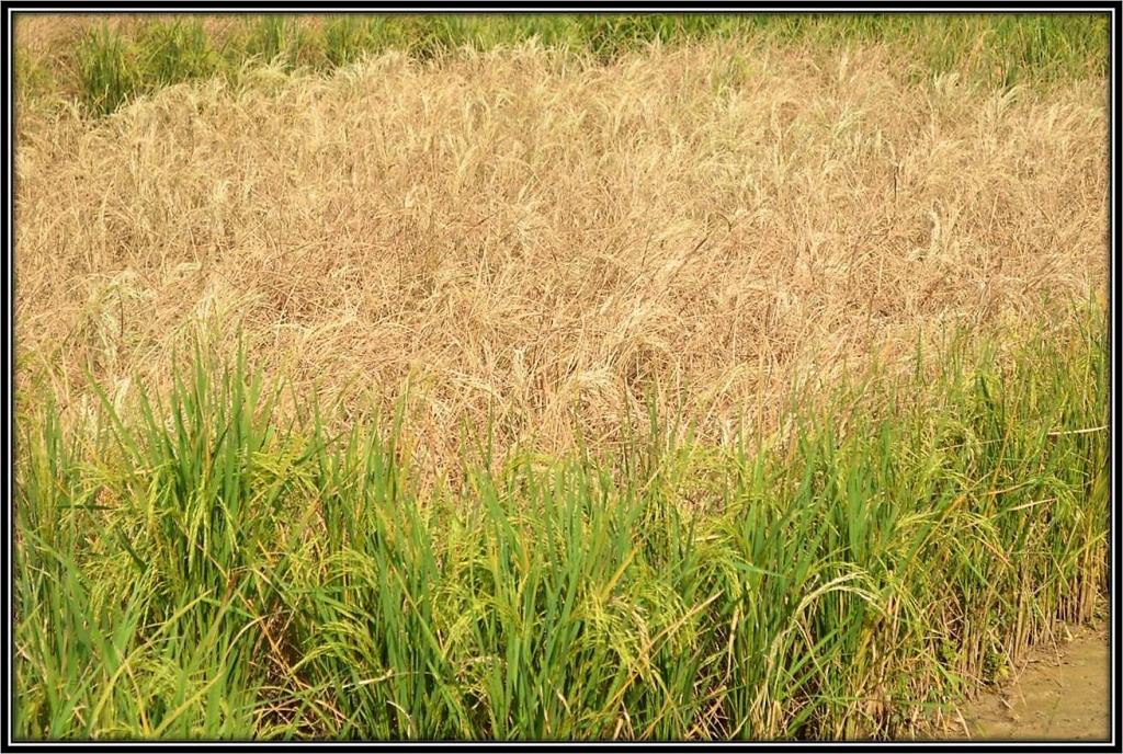 कीट संक्रमण से जली हुई धान फसल कीट संक्रमण से जली हुई धान फसल