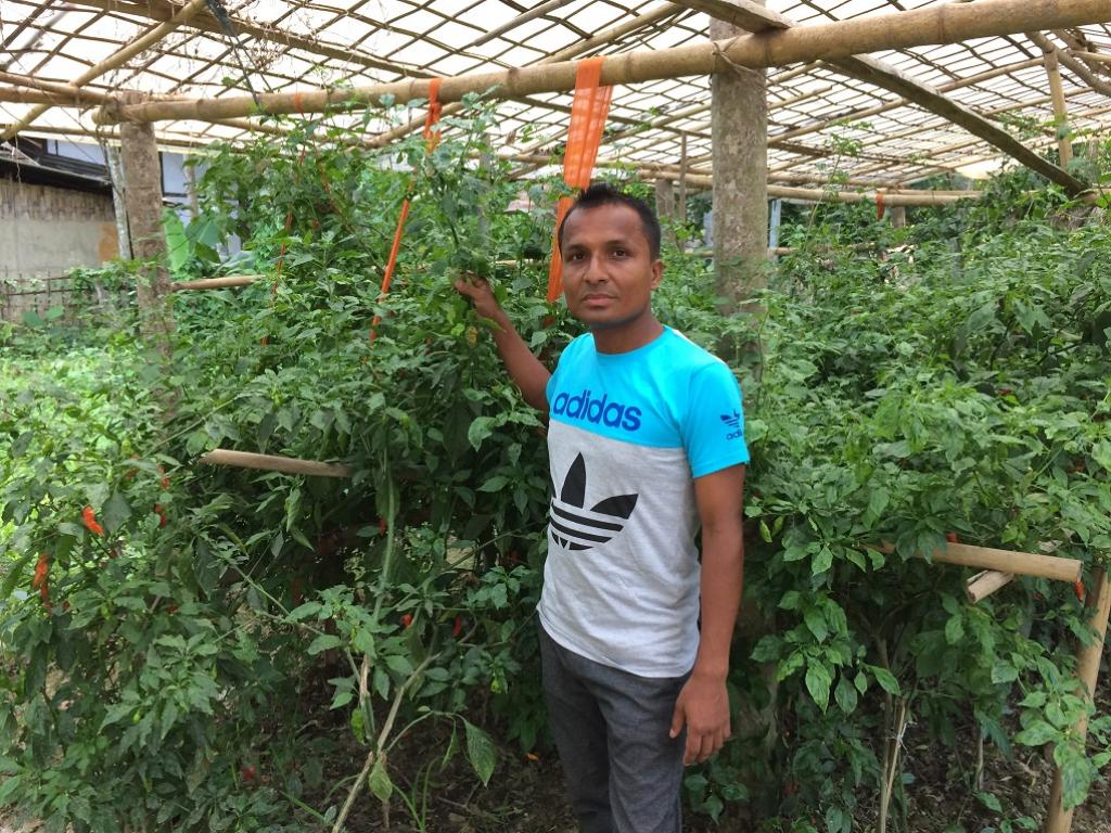 Jadhav Dutta in his chilli farm. Credit: Azera Parveen Rahman