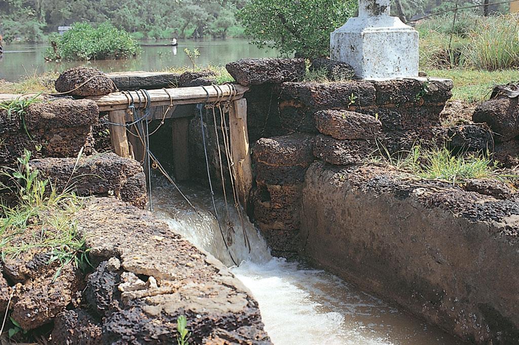 मछलियों मछलियों