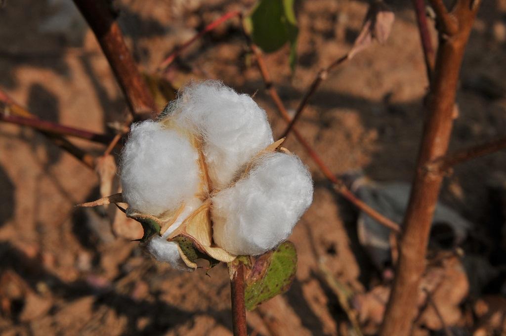 Early sowing can increase cotton yield study