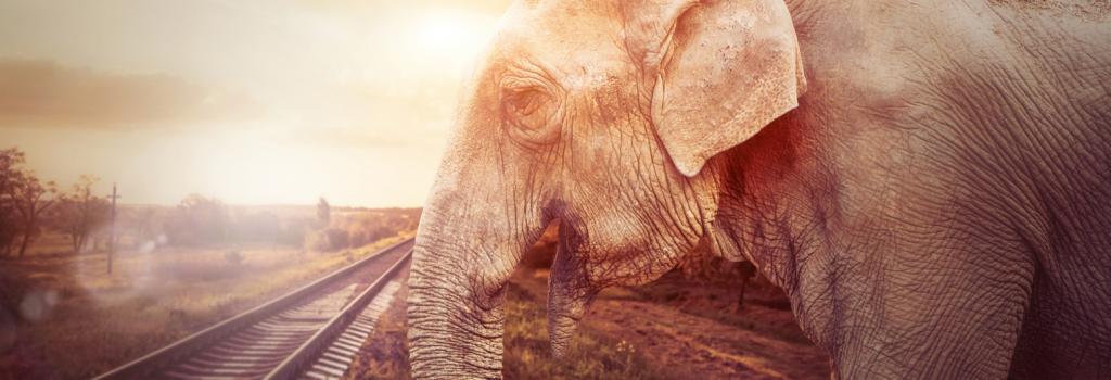 Odisha Loses 24th Elephant In 8 Years On Railway Tracks