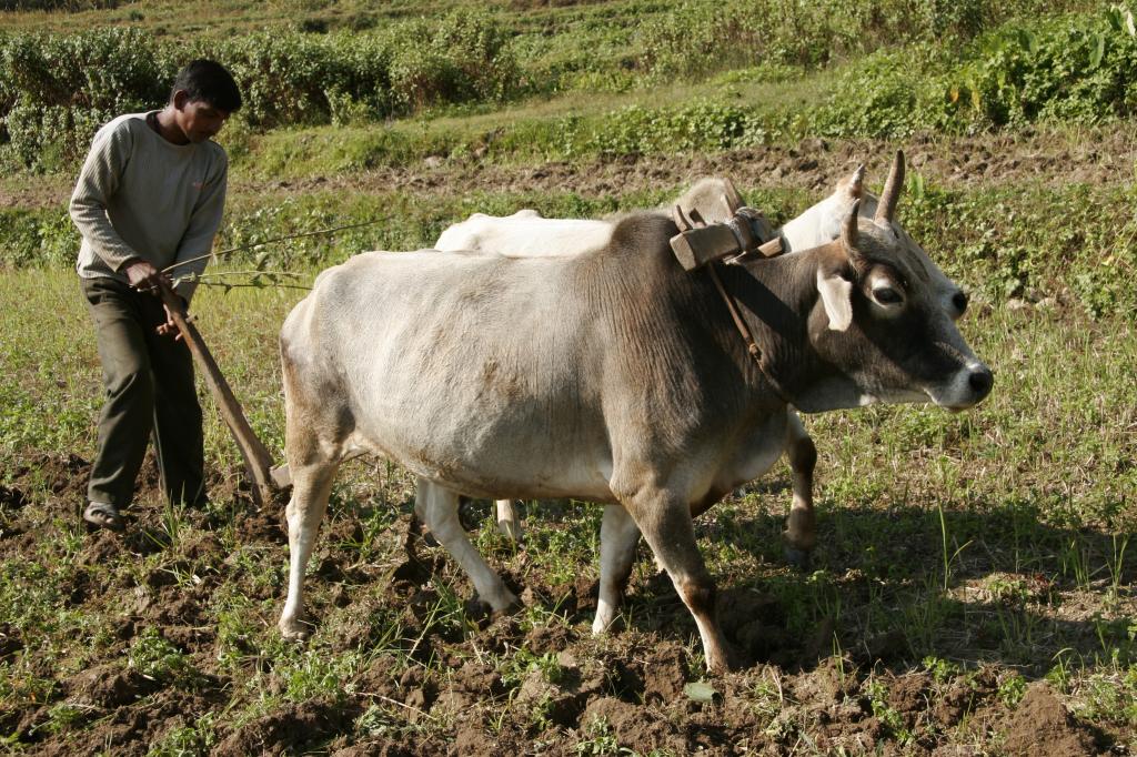 ज्यादा से ज्यादा बंजर और असिंचित जमीन कृषि के दायरे में लाई जा रही है। इससे जहां किसानों की उत्पादकता प्रभावित हो रही है, वहीं आय सुरक्षा और खेती की व्यवहारिकता पर भी असर पड़ रहा है। Credit: Samrat Mukharjee ज्यादा से ज्यादा बंजर और असिंचित जमीन कृषि के दायरे में लाई जा रही है। इससे जहां किसानों की उत्पादकता प्रभावित हो रही है, वहीं आय सुरक्षा और खेती की व्यवहारिकता पर भी असर पड़ रहा है। Credit: Samrat Mukharjee
