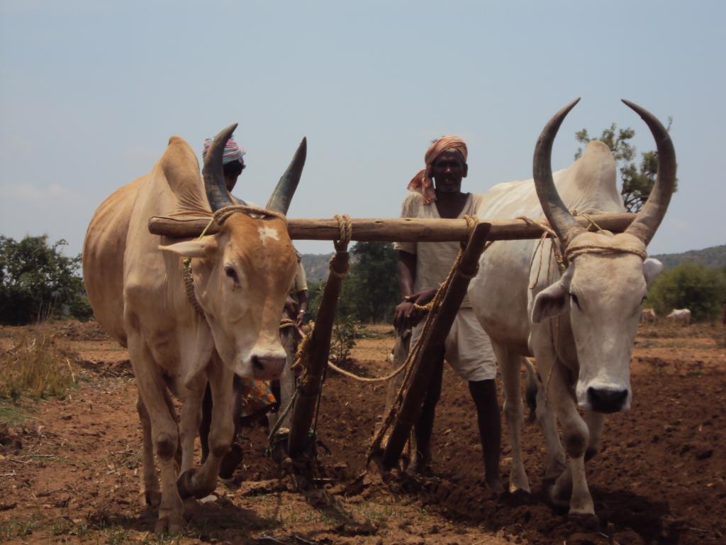 भारत में छोटे और सीमांत किसानों के पास दो हेक्टेयर से कम भूमि है। Credit: Moyna/CSE भारत में छोटे और सीमांत किसानों के पास दो हेक्टेयर से कम भूमि है। Credit: Moyna/CSE