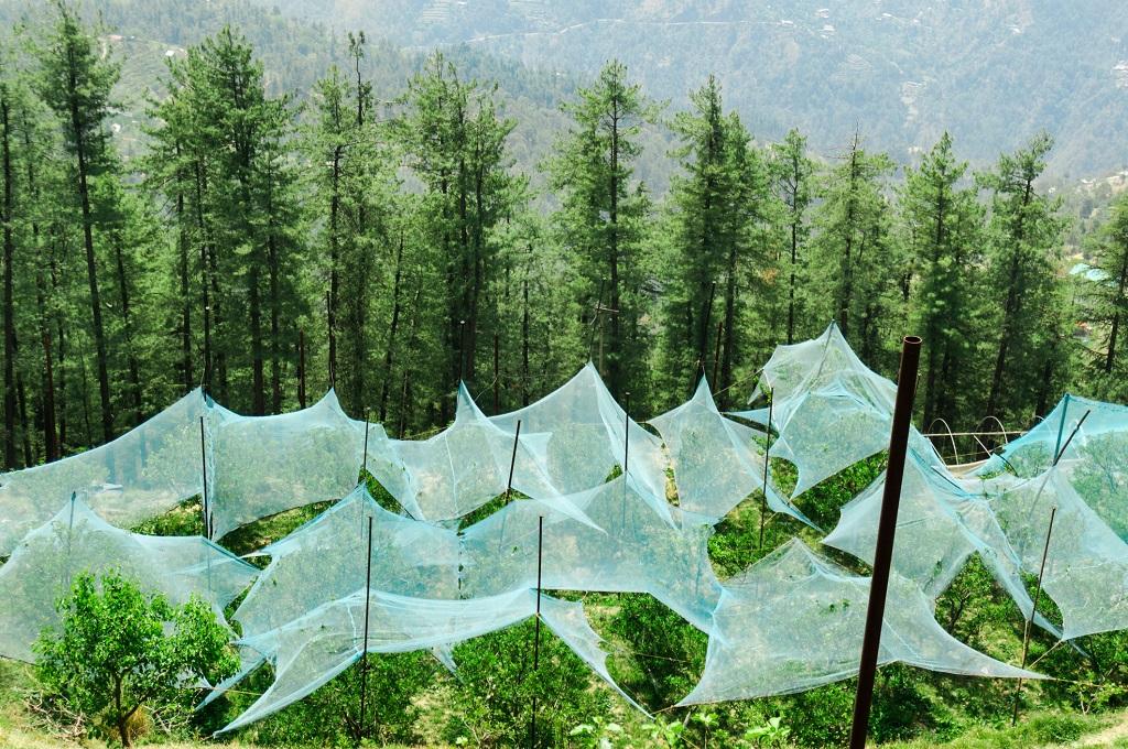 Apple line goes topsyturvy in the Himalayas