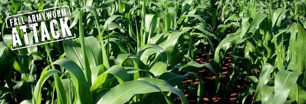 A field infested with the pest. Photo: Lominda Afedraru
