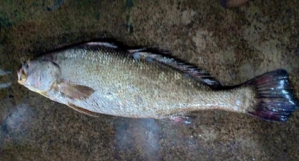 Odisha fisherman sells rare fish for Rs 1.1 lakh