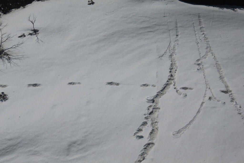 Footprints of mythical beast 'Yeti' measuring 32x15 inches close to Makalu Base Camp on 09 April, 2019. Photo: Twitter / @adgpi Footprints of mythical beast 'Yeti' measuring 32x15 inches close to Makalu Base Camp on 09 April, 2019. Photo: Twitter / @adgpi