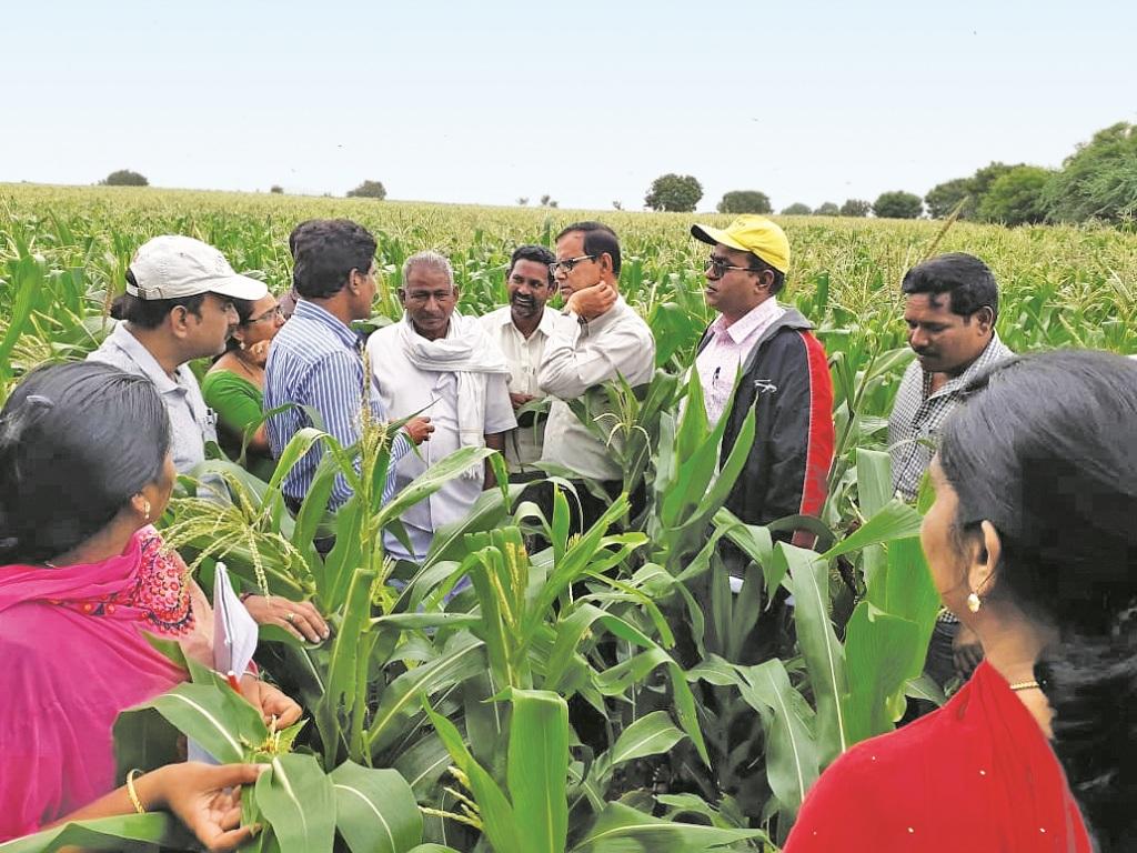 तेलंगाना में मक्के की फसल पर लगे फॉल आर्मीवर्म की पड़ताल करते कृषि वैज्ञानिक। फाइल फोटो : जिंका नागाराजू तेलंगाना में मक्के की फसल पर लगे फॉल आर्मीवर्म की पड़ताल करते कृषि वैज्ञानिक। फाइल फोटो : जिंका नागाराजू