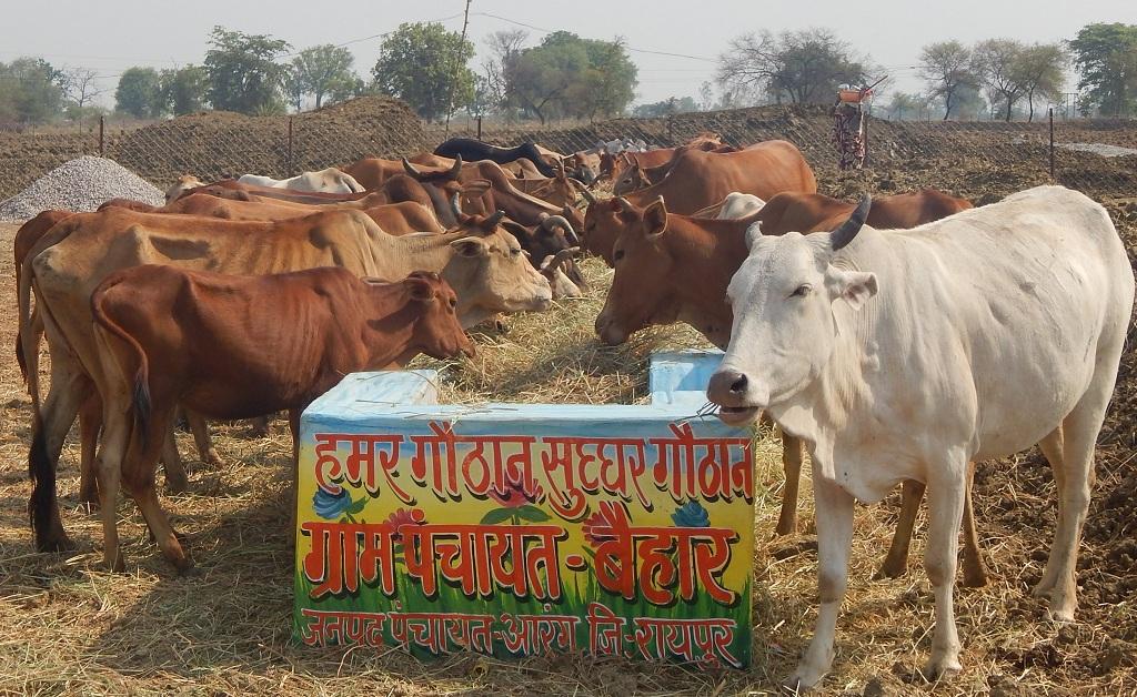 फोटो: अवधेश मलिक फोटो: अवधेश मलिक