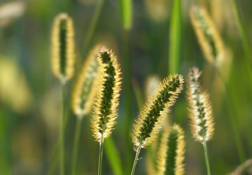 Photo: Creative Commons Photo: Creative Commons