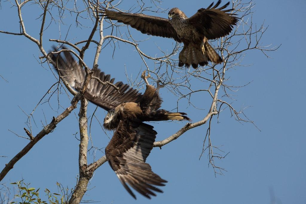 Photo: Creative commons Photo: Creative commons