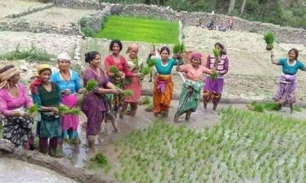 देर से ही सही, बारिश के इंतजार में धान की बुआई करती उत्तराखंड की महिलाएं। फोटो: त्रिलोचन भट्ट देर से ही सही, बारिश के इंतजार में धान की बुआई करती उत्तराखंड की महिलाएं। फोटो: त्रिलोचन भट्ट