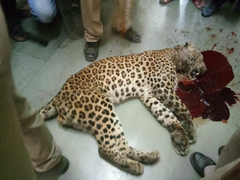 उत्तराखंड में एक गुलदार को गोली मार दी गई। फोटो: पंकज मंडोली उत्तराखंड में एक गुलदार को गोली मार दी गई। फोटो: पंकज मंडोली