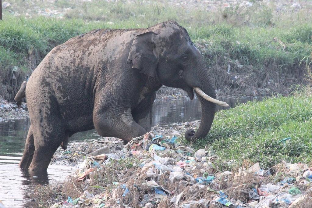 वन संरक्षक डॉ. पराग मधुकर धकाते द्वारा सोशल मीडिया पर शेयर की गई तस्वीर। वन संरक्षक डॉ. पराग मधुकर धकाते द्वारा सोशल मीडिया पर शेयर की गई तस्वीर।