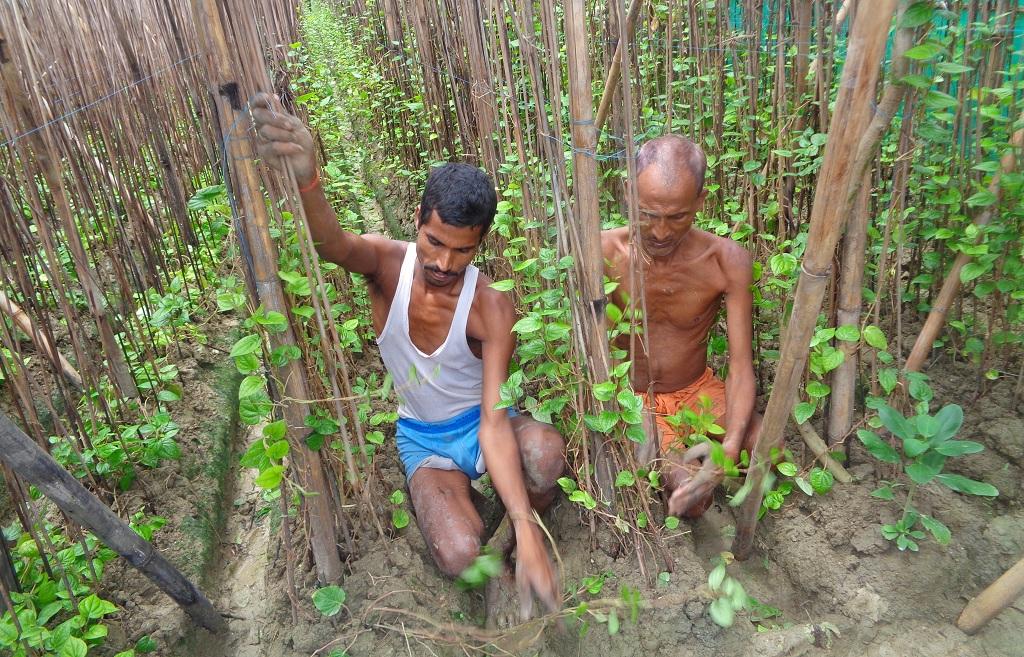 बिहार के नवादा जिले में पान की खेती करते किसान। फोटो: उमेश कुमार राय बिहार के नवादा जिले में पान की खेती करते किसान। फोटो: उमेश कुमार राय