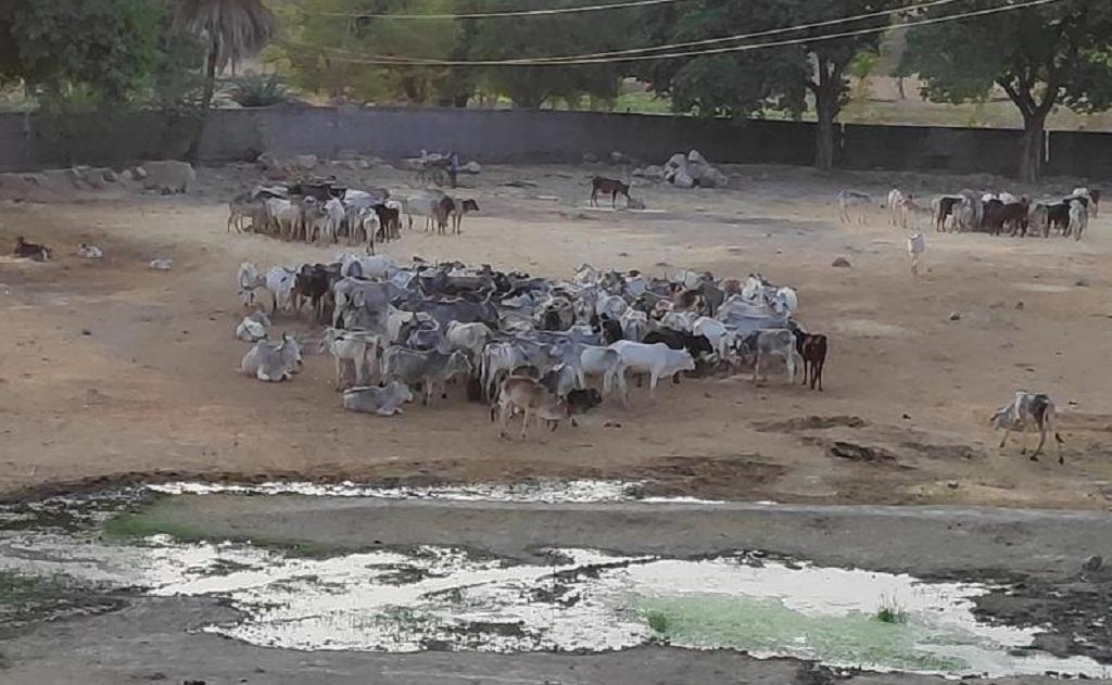 उत्तर प्रदेश में महोबा जिले के कबरई ब्लॉक में स्थित एक गोशाला। फोटो : भागीरथ उत्तर प्रदेश में महोबा जिले के कबरई ब्लॉक में स्थित एक गोशाला। फोटो : भागीरथ
