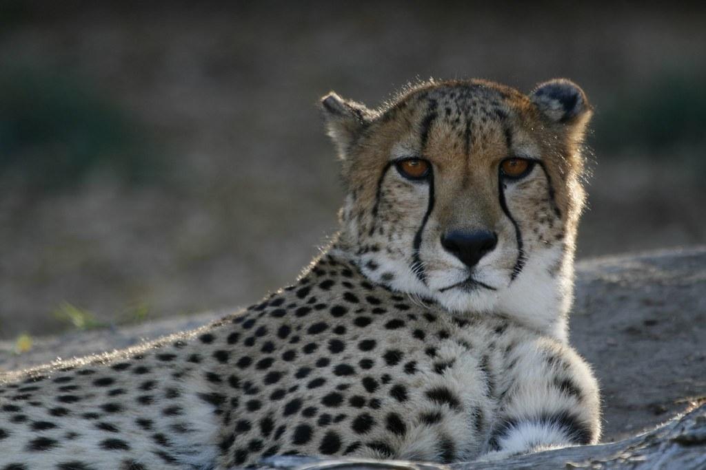 Photo: Creative commons Photo: Creative commons