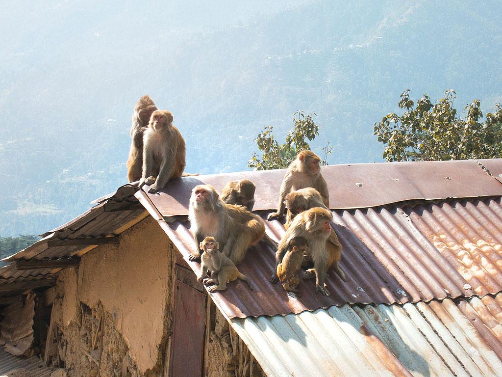 खौफ का साया खौफ का साया