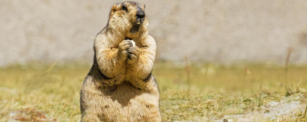 Wildlife corridors critical in protecting animals from climate change: Study - Down To Earth Magazine