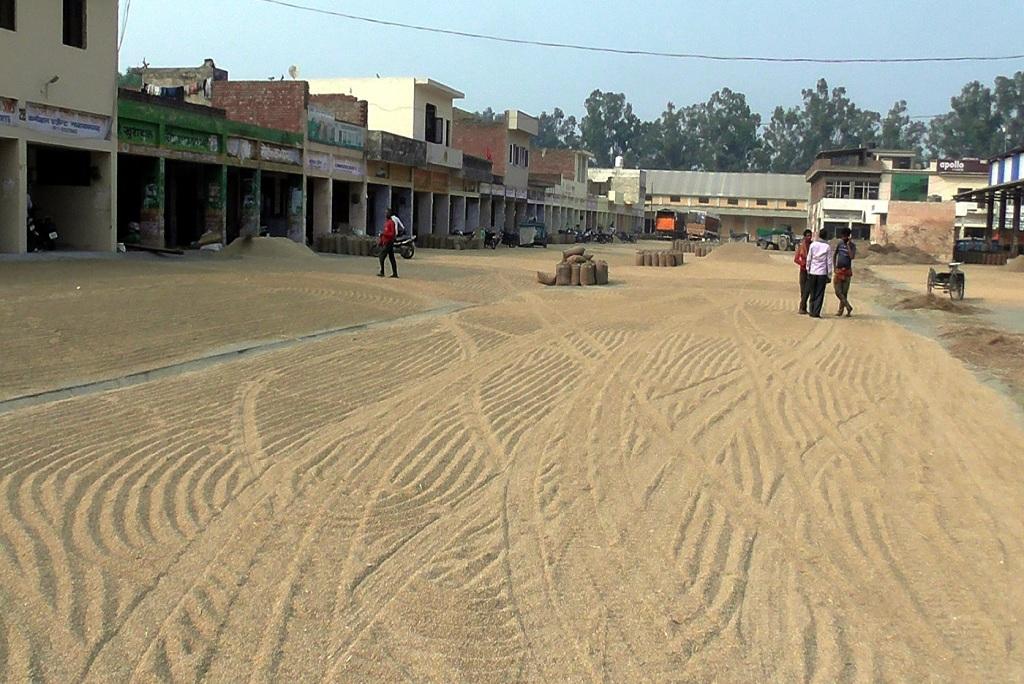 हरियाणा के अंबाला स्थित नारायणगढ़ मंडी में बिखरा धान। फोटो: मलिक असगर हाशमी हरियाणा के अंबाला स्थित नारायणगढ़ मंडी में बिखरा धान। फोटो: मलिक असगर हाशमी