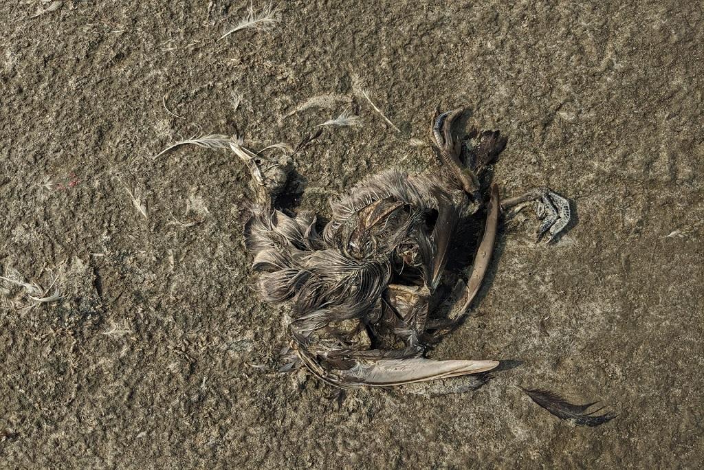 Photo : Vikash Choudhry 