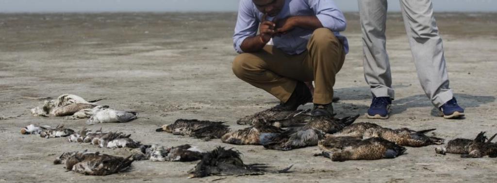 Photo: Vikas Choudhary Photo: Vikas Choudhary
