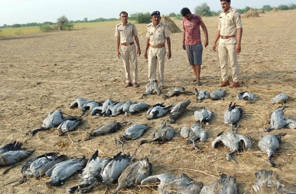 गुजरात के कच्छ इलाके में 60 प्रवासी पक्षियों की मौत हो गई। फोटो: माधव शर्मा गुजरात के कच्छ इलाके में 60 प्रवासी पक्षियों की मौत हो गई। फोटो: माधव शर्मा