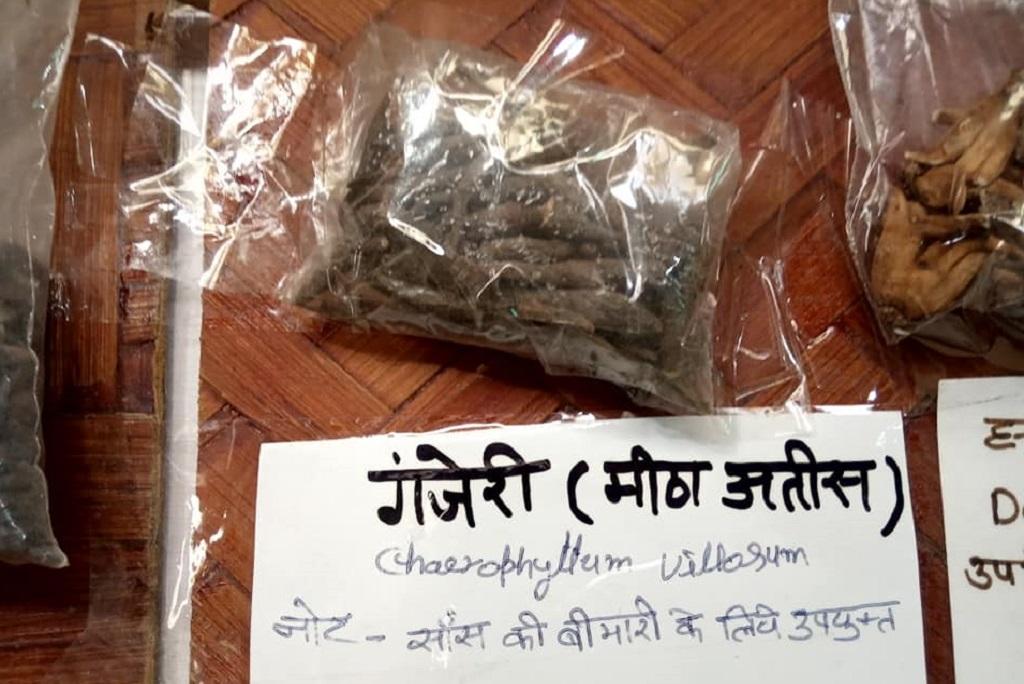 जलवायु परिवर्तन की वजह से हिमालयी जड़ी बूटी के अस्तित्व पर खतरा मंडरा रहा है। फोटो: वर्षा सिंह जलवायु परिवर्तन की वजह से हिमालयी जड़ी बूटी के अस्तित्व पर खतरा मंडरा रहा है। फोटो: वर्षा सिंह