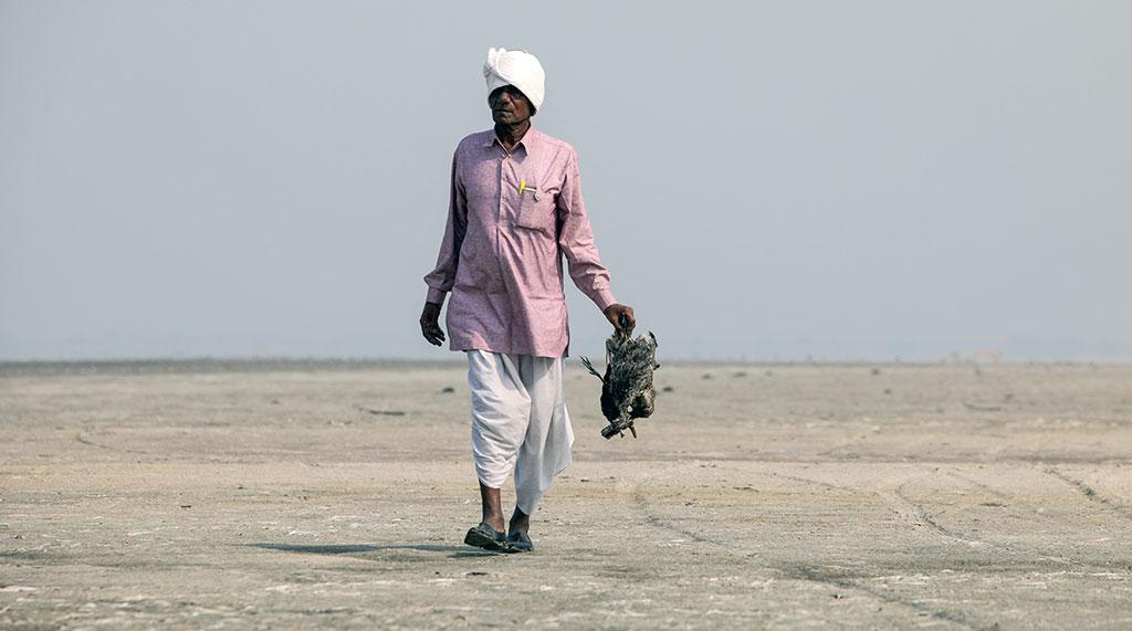आखिर क्यों पक्षियों की कब्रगाह बनती जा रही है सांभर झील आखिर क्यों पक्षियों की कब्रगाह बनती जा रही है सांभर झील