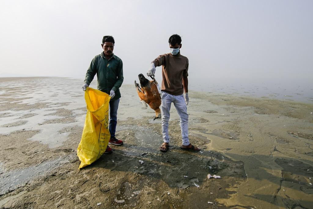 राजस्थान की सांभर झील में प्रवासी पक्षियों की मौत जारी है, लेकिन झील धीरे-धीरे अपनी मौत मर रही है। फोटो: विकास चौधरी राजस्थान की सांभर झील में प्रवासी पक्षियों की मौत जारी है, लेकिन झील धीरे-धीरे अपनी मौत मर रही है। फोटो: विकास चौधरी