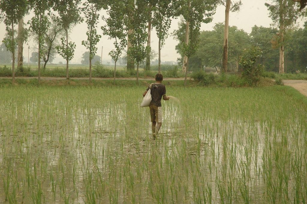 भारत में खेतों में रासायनिक उर्वरक डालने का चलन कम नहीं हो रहा है। फोटो: विकास चौधरी भारत में खेतों में रासायनिक उर्वरक डालने का चलन कम नहीं हो रहा है। फोटो: विकास चौधरी