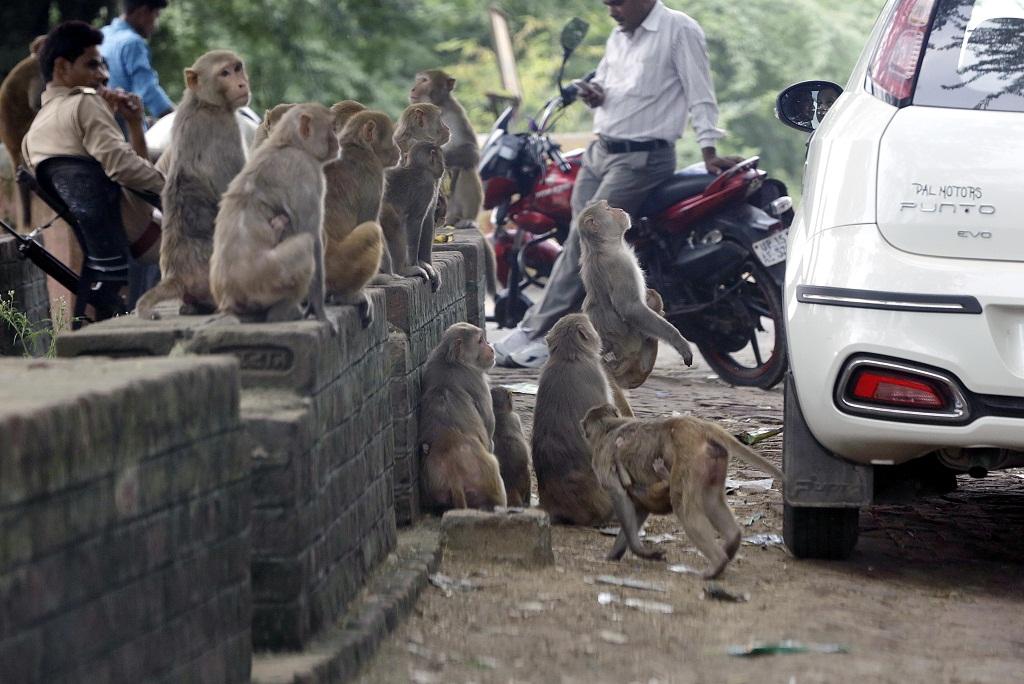 Photo: Vikas Choudhary