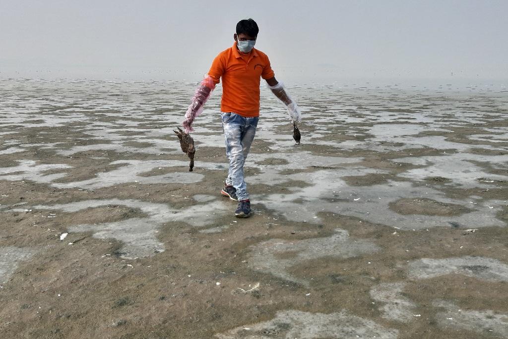 सांभर झील में मरे पक्षियों को इकट्ठा करता एक युवक। फोटो: माधव शर्मा सांभर झील में मरे पक्षियों को इकट्ठा करता एक युवक। फोटो: माधव शर्मा