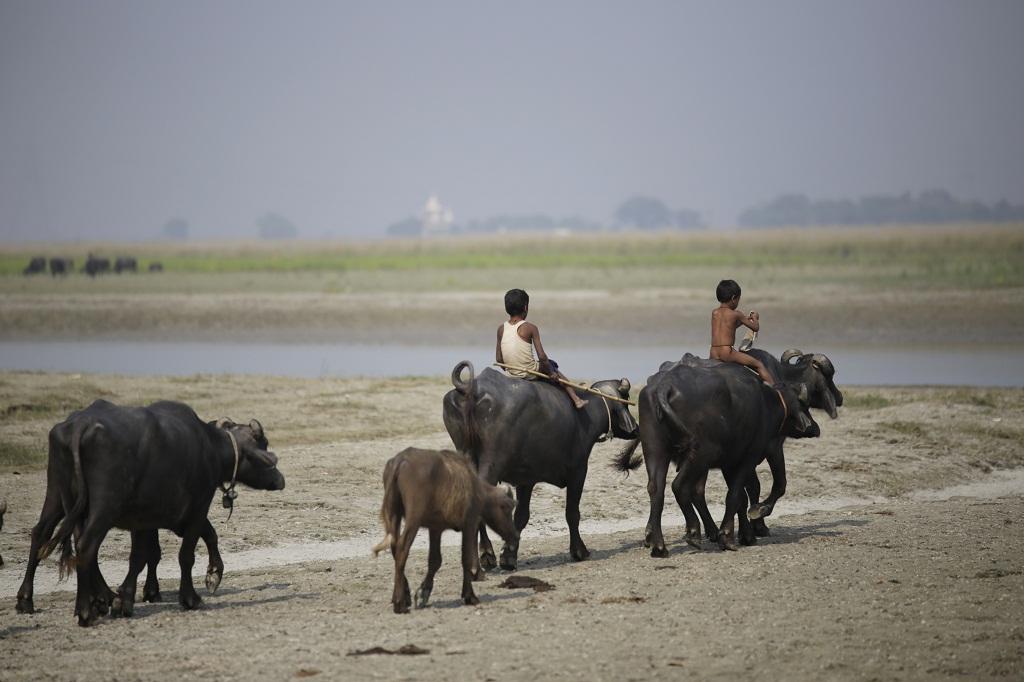 फोटो: विकास चौधरी फोटो: विकास चौधरी