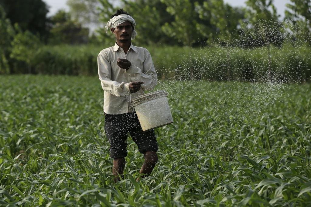 अपने खेतों में यूरिया डालता एक किसान। फाइल फोटो: विकास चौधरी अपने खेतों में यूरिया डालता एक किसान। फाइल फोटो: विकास चौधरी