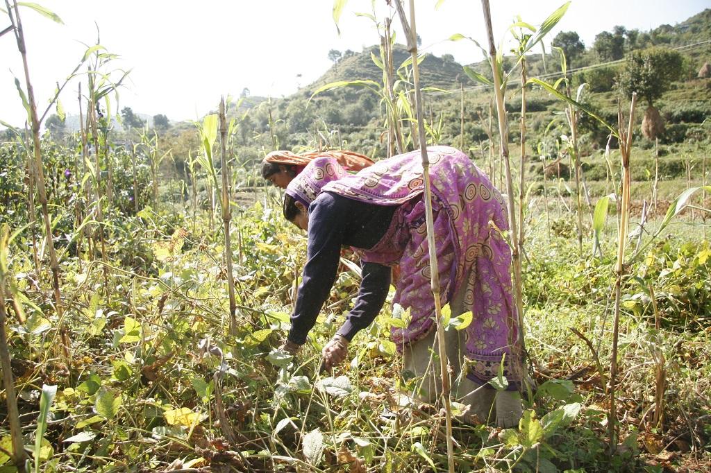 Photo: Samrat Mukharjee Photo: Samrat Mukharjee