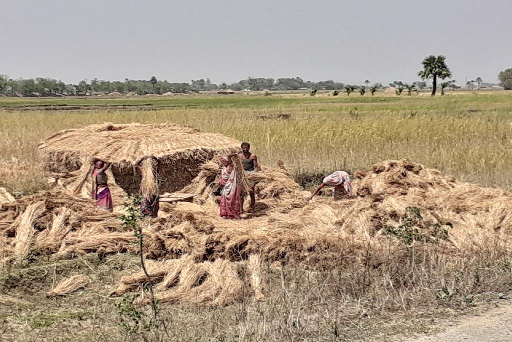 धान की फसल तैयार करते किसान। फोटो: पुष्यमित्र धान की फसल तैयार करते किसान। फोटो: पुष्यमित्र