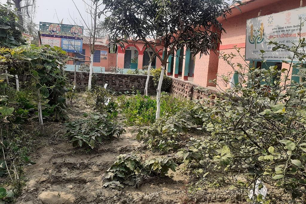 बिहार के पूर्णिया जिले के कसबा प्रखंड में स्थित आदर्श मध्य विद्यालयकी पोषण वाटिका जहांं बच्चों को खिलाने के लिए हरी सब्जियां उगायी जाती हैं। फोटो: पुष्य मित्र बिहार के पूर्णिया जिले के कसबा प्रखंड में स्थित आदर्श मध्य विद्यालयकी पोषण वाटिका जहांं बच्चों को खिलाने के लिए हरी सब्जियां उगायी जाती हैं। फोटो: पुष्य मित्र