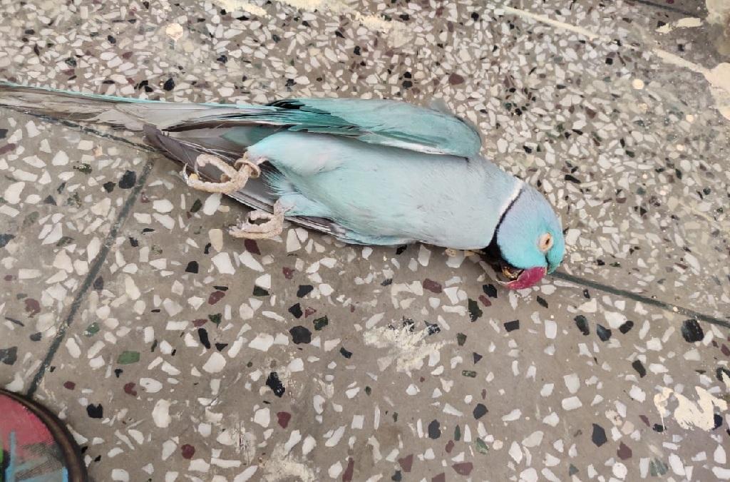 फोटो: आनंद दत्त फोटो: आनंद दत्त