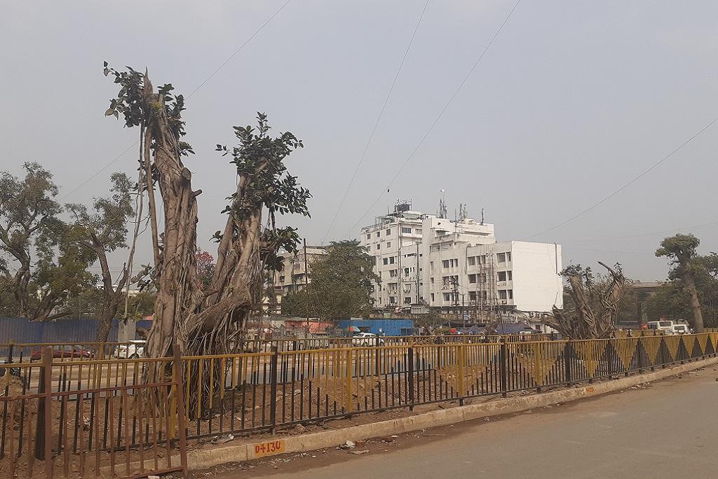 पटना में नव निर्मित आर ब्लॉक-दीघा रोड के किनारे ट्रांसलोकेट किये गए पेड़ सूख रहे हैं। फोटो: पुष्यमित्र पटना में नव निर्मित आर ब्लॉक-दीघा रोड के किनारे ट्रांसलोकेट किये गए पेड़ सूख रहे हैं। फोटो: पुष्यमित्र