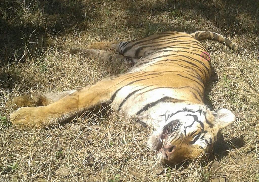 पलामू टाइगर रिजर्व में मृत मिली बाघिन। फोटो: आनंद दत्ता पलामू टाइगर रिजर्व में मृत मिली बाघिन। फोटो: आनंद दत्ता