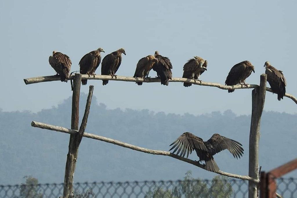हिमाचल के पौंगडैम वैटलेंड के समीप सुखनारा स्थान पर वल्चर रेस्टोरेंट में बैठे गिद्ध। फोटो: रोहित पराशर हिमाचल के पौंगडैम वैटलेंड के समीप सुखनारा स्थान पर वल्चर रेस्टोरेंट में बैठे गिद्ध। फोटो: रोहित पराशर