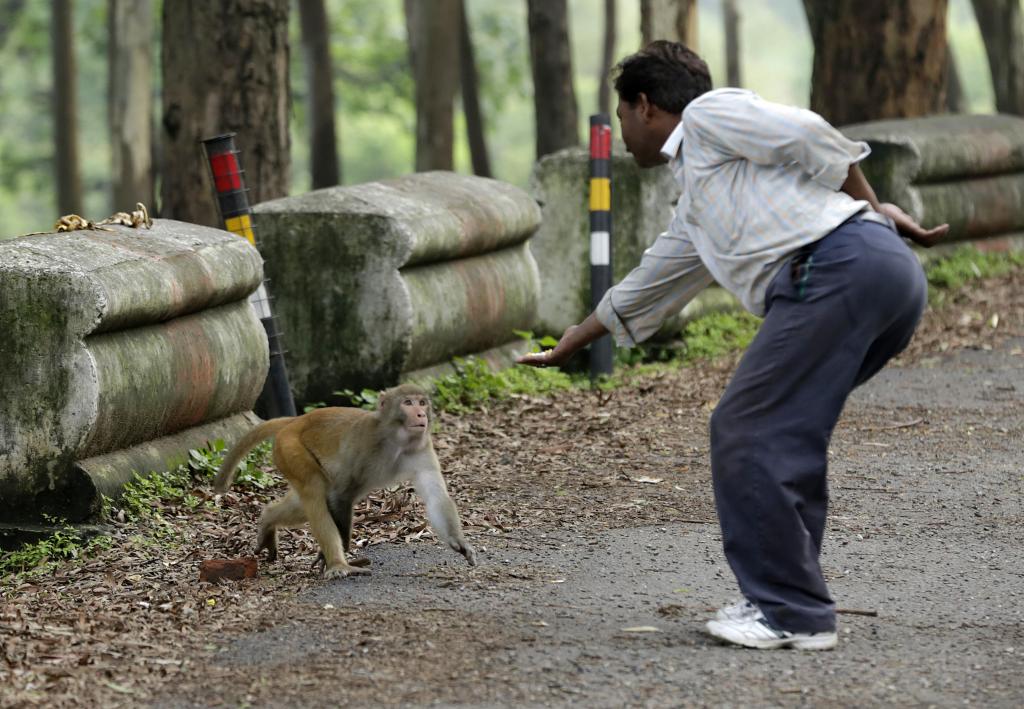 Photo: Vikas Choudhary Photo: Vikas Choudhary