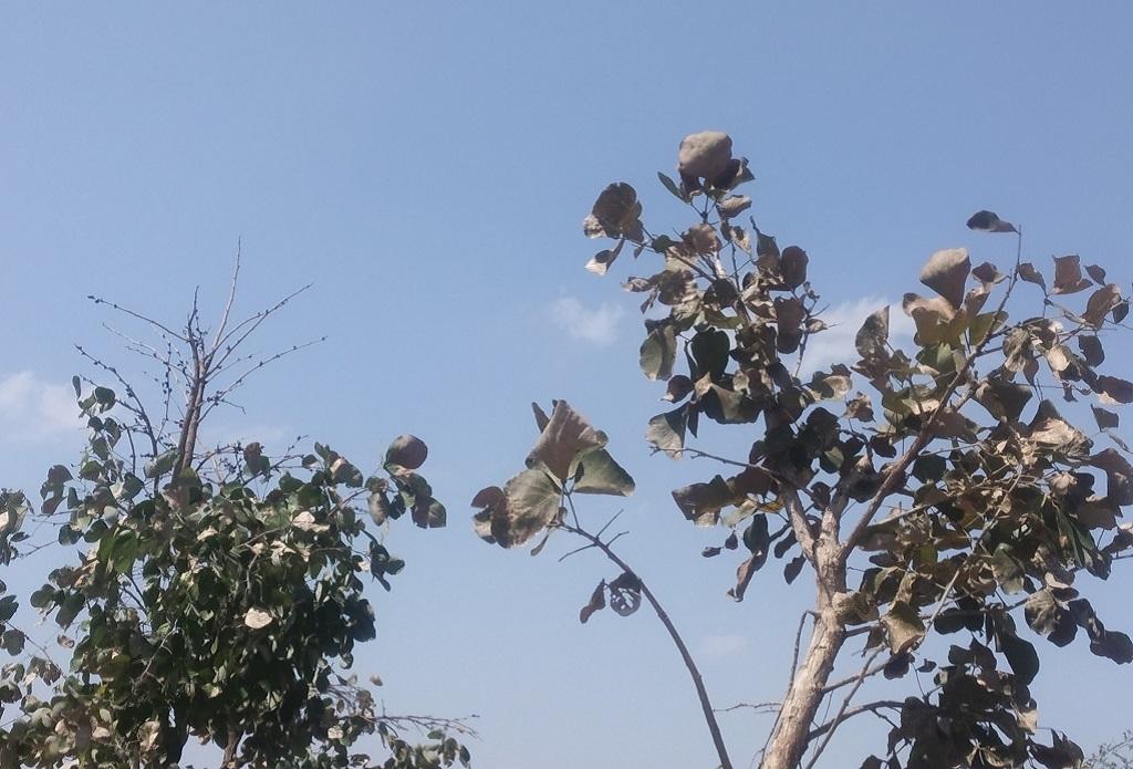 मध्यप्रदेश में सूने खड़े पलाश के पेड़। फोटो: मनीष चंद्र मिश्र मध्यप्रदेश में सूने खड़े पलाश के पेड़। फोटो: मनीष चंद्र मिश्र