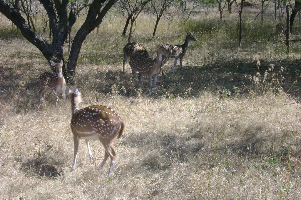 Photo: Supriya singh Photo: Supriya singh