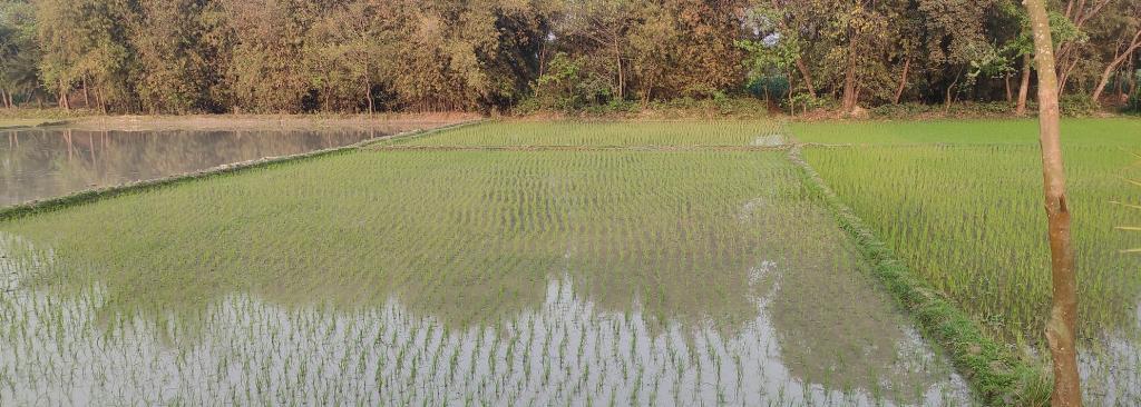 कटिहार में खेतों में भरा पानी। फोटो: विवेक मिश्रा कटिहार में खेतों में भरा पानी। फोटो: विवेक मिश्रा