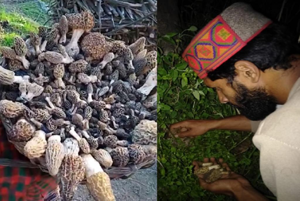 हिमाचल के जंगल से गुच्ची बिनाता एक स्थानीय युवक। फोटो: रजत शर्मा हिमाचल के जंगल से गुच्ची बिनाता एक स्थानीय युवक। फोटो: रजत शर्मा