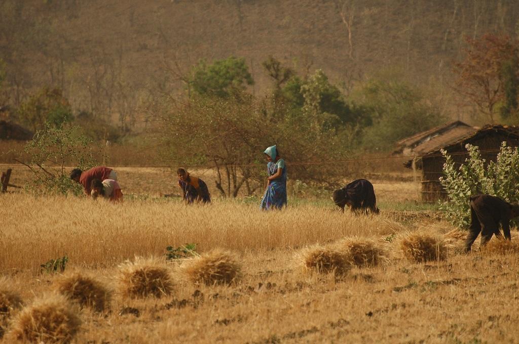 लॉकडाउन के कारण हरियाणा के 92,734 किसानों को मुआवजे का इंतजार